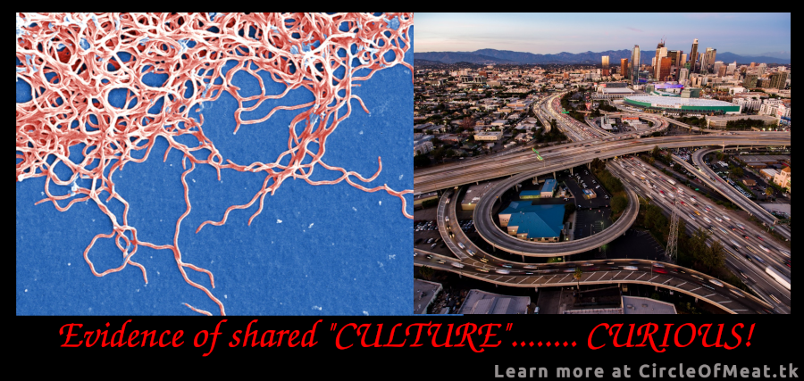 Compare the growth of bacteria to the highways of a city. Both are examples of shared 'CULTURE'... CURIOUS.