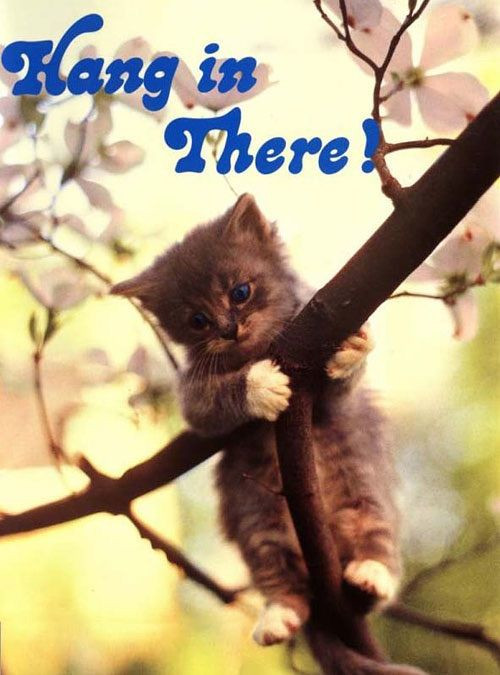 A cat clutching to a tree by its paws advises you: HANG IN THERE